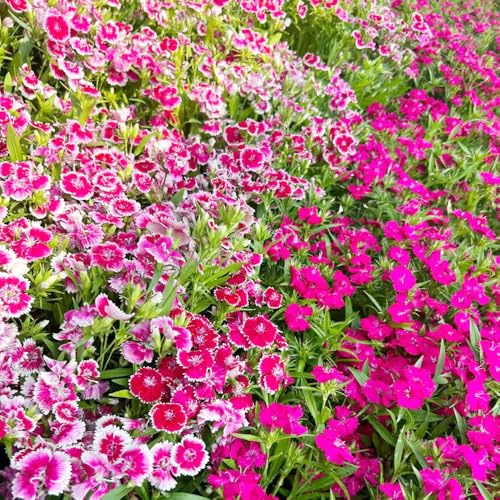 Semi di garofano dolce, Giardino roccioso, resistenti esterni 650pcs