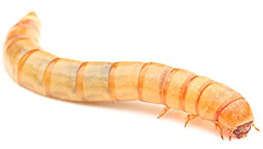 proinsects Lebende Mehlwürmer (500 g)