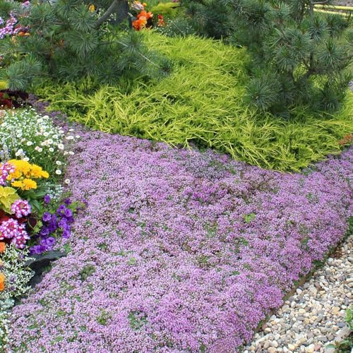 semillas de tomillo rastrero - jardín raras decoración interior 1000pcs