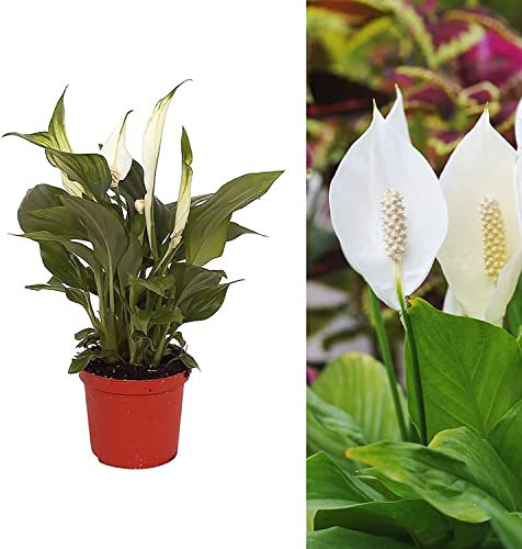 Spathiphyllum - DECOALIVE - Lirio de la Paz - Espatifilo - Planta de Interior