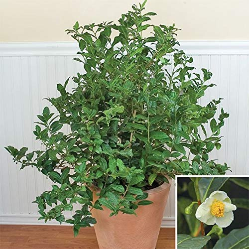 Green Tea Plant Seeds - Camellia sinensis, also known as Tea Plant, Tea Tree (10 Seeds)