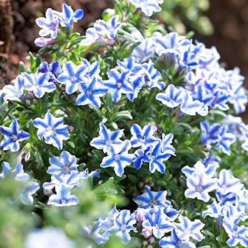 GardenersDream Lithodora Blue Star Plant in Pot - Fast Growing Flowering Shrub for Gardens, Borders & Beds - Healthy Garden Ready Perennial Plants - Evergreen Outdoor Plant (20-30 cm incl. 9cm Pot)