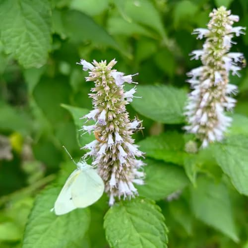 semillas de ortiga perfumadas, variedades antiguas Agastache foeniculum, Balcón con parterre de resistentes para el jardín raras jardín 150pcs