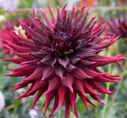 Black Wizard Large Flowering Cactus Dahlia Tuber, Root Start, Bulb, SeedsBulbsPlants&More