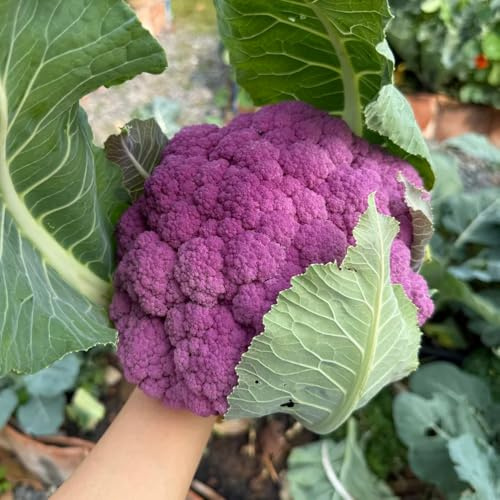 semi di cavolfiore biologici, per, varietà antiche, per il giardino resistenti 120pcs