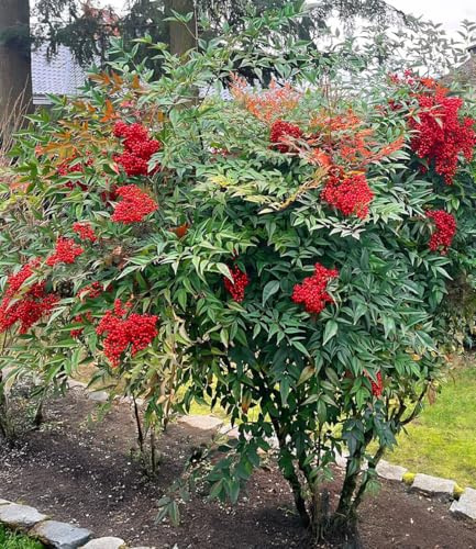 BALDUR Garten 1x Himmelsbambus Nandina domestica, Pflanze im 2-Liter Containertopf, Beerenschmuck im Winter, immergrüner Blickfang im Kübel & Beet, purpurrote Herbstfärbung, winterhart & pflegeleicht