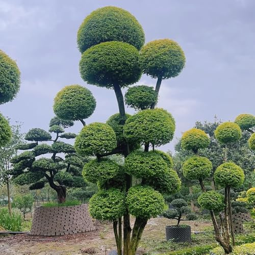semillas de aligustre - jardín balcón exóticas 100pcs