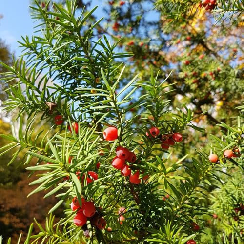 semi di tasso Taxus baccata, semi veri di piante da appartamento bonsai, piante in crescita piantare semi, piantare alberi piante resistenti in vaso piantare alberi bonsai mini 200pcs