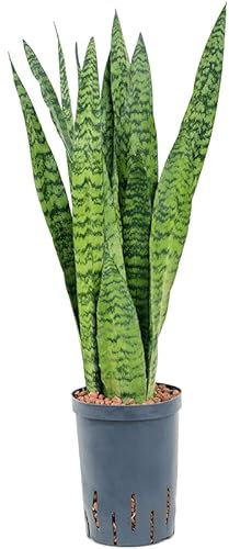 Easy Care Indoor Plant | air Purifying houseplant SANSEVIERIA Laurentii Zeylanica Plant in 9cm Pot