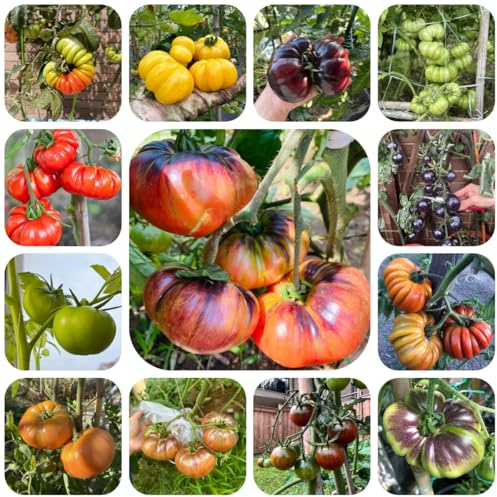 semillas de tomate variedades antiguas - exóticas, raras jardín balcón 800pcs
