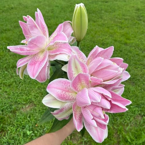 3 Pcs Lilien Zwiebeln - Lilium Brownii - Winterharte Pflanzen Für Garten, Balkonblumen Lilien Knollen, Riesenlilien, Baumlilien, Nachhaltige Geschenke, Pflanzen Deko Blumen Pflanzen