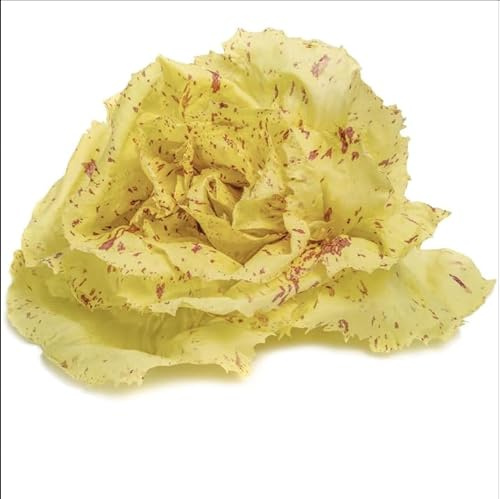 Castelfranco Endive Seeds 0.25 Oz Winter Rose Italian Heirloom Cichorium Intybus Non-GMO, Open-Pollinated Cool Season Greens Gourmet Salad Vegetable for Fall & Winter Planting
