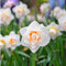 Sumpf Frische 100 Stück Narzissen (nicht Narzissen Zwiebeln) Blumensamen zum Pflanzen von Weiß 1