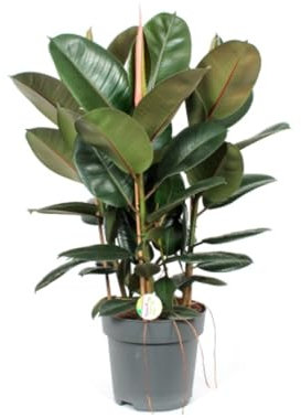 Planta natural Ficus Robusta, 60-70 cm. Ficus elastica, Ficus de hoja ancha. Planta de interior resistente, con hojas grandes y brillantes, fácil de cuidar. Segura Garden.