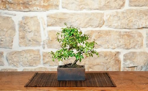 Bonsai 6 Anni con Portavaso Decorativo orientale (Bronzantico, Sageretia Theezans)