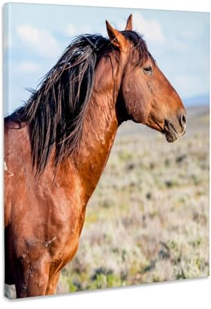3dRose USA, Colorado, Sand Wash Basin. Profile of wild stallion. Museum Grade Canvas Wrap 8x10