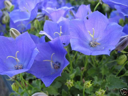 80 Graines de Campanule des Carpates (Campa nula Carpatica) G716 Graines Semi