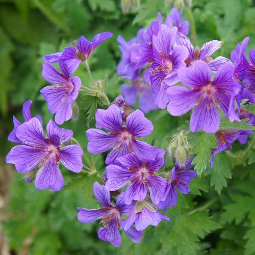 GardenersDream Géranium Violet en Pot – Plante de Jardin Florale Violet Captivante – Géranium Vivace Robuste d’Extérieur pour le Jardin (incl. Pot 11 cm)