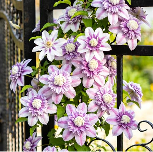 Clemátide rara y resistente - Clemátide trepadora perenne en maceta - Ideal para jardín, balcón y decoración en maceta-3 Rizoma-I