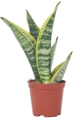 Plant in a Box - Sansevieria Laurentii - Plante d'intérieur facile - Langue de belle-mère - Pot 12cm - Hauteur 30-40cm