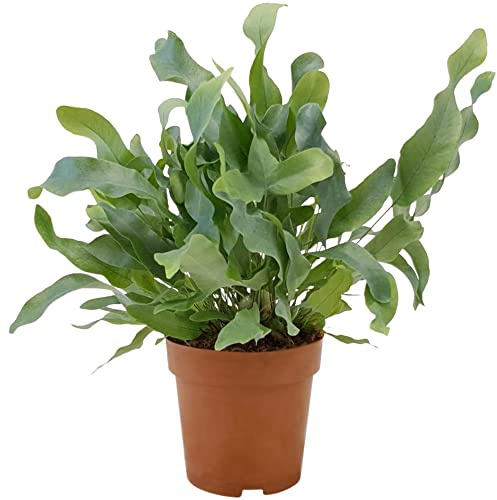Blue Star Fern Phlebodium Aureum Rabbit's Foot Fern - Indoor Seaweed Look Blue Green Leaves Houseplant for Kitchen Bathroom Living Room