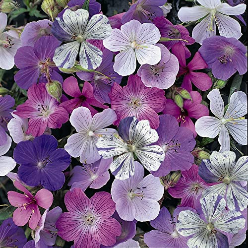 Hardy Geranium Seeds 'Reflections' Cranesbill Hardy Perennial Easy to Grow Your Own Outdoor Garden Flower Plants (Approx. 10 Seeds) by Thompson and Morgan