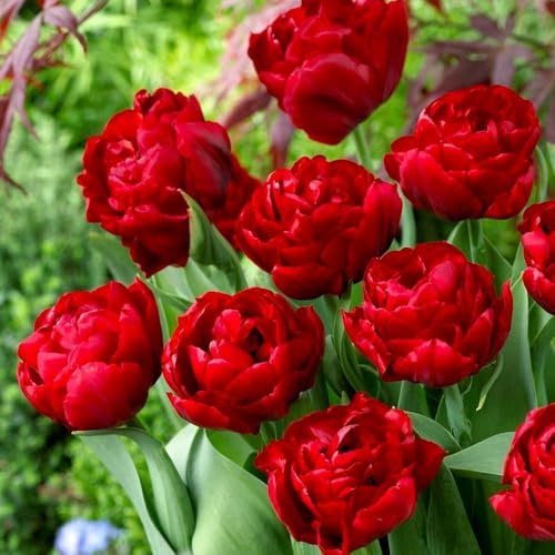 5 Double Red Tulip Bulbs - Stunning Spring Flowers with Layered Bright Red Blossoms - Ideal for Your Garden's Perennial Beauty - Tailored for UK Climates