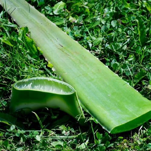 Jurassic Fruit Bio Aloe Vera färskblad – Aloe vera-blad i råkostskvalitet, 100 % naturlig & obehandlad – från växten från ekologisk odling – för gel, juice och vård 600–800 g