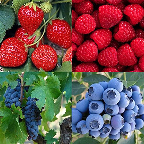 Haloppe 1600 Unids Semillas de Frutas de Fresa para la Plantación de Huertos, Semillas de Fresa Fruta Dulce Fresa UVA Semillas de Arándano para Jardinería Semillas