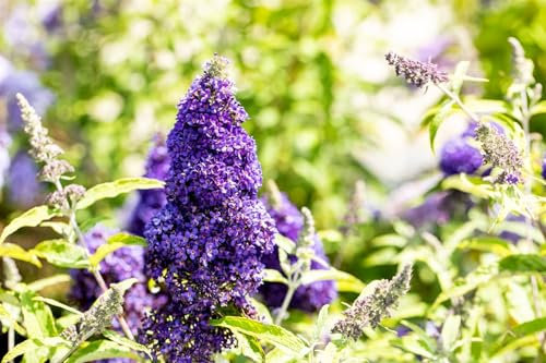 Buddleja davidii 'Adonis Blue' 40–60 cm – Winterhart, Mehrjährig & Pflegeleicht – Schmetterlingsflieder – Zierstrauch für Garten & Terrasse