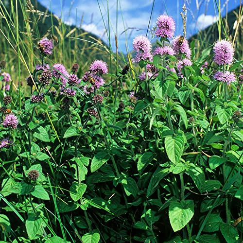 semi di menta al coperto - varietà antiche giardino decorative perenni resistenti rustica 250pcs