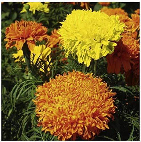 PREMIER SEEDS DIRECT - AFRICAN MARIGOLD FANTASTIC MIX - 1 GRAM 300 FLOWER SEEDS
