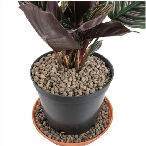 5Liter Grade 4mm-8mm Clay Pebbles, Hydroton or LECA-Lightweight Expanded Clay Aggregate, Heated Clay - used in hydroponic systems, aquaponics, and as a growing medium for plants.