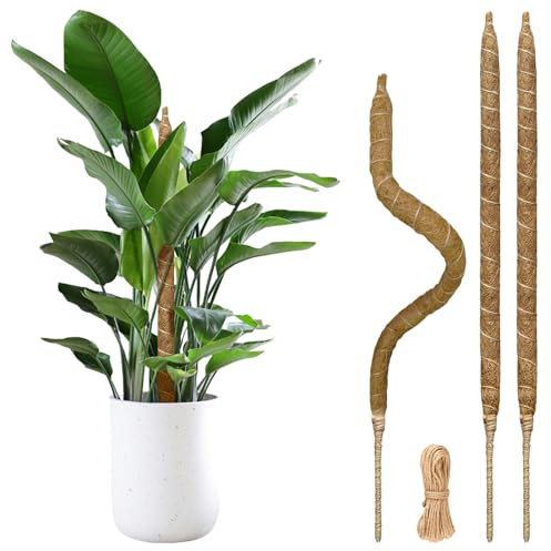 Monstera Lot de 3 piquets en mousse de 71,1 cm pliables pour plantes grimpantes avec cordes de jute de 6 m, kit de support pour plantes d'intérieur en pot, pothos, philodendron
