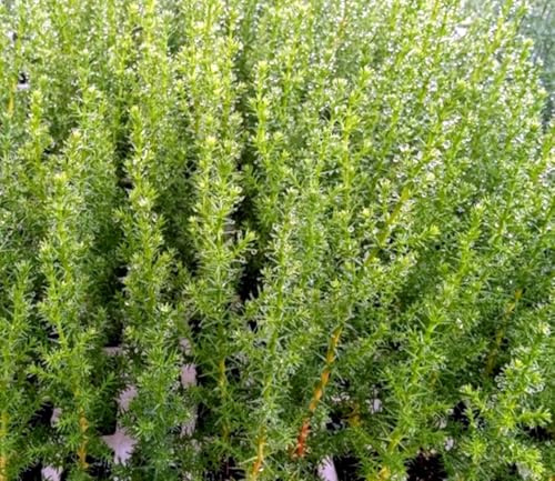 Segura Garden Ciprés Cupressus Macrocarpa, 20 Plantas, 25-35 cm | Natural, En cepellón, Para setos, pantalla visual, cortavientos, Árbol ornamental, Aroma limón