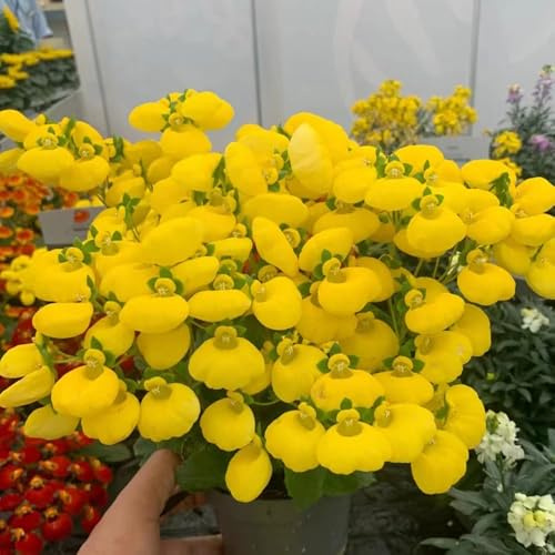 semi di calceolaria - campo balcone resistenti perenni 300pcs