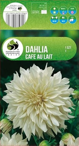 AGRONOM | DALIAS - CAFE AU LAIT | Bulbos de flores perennes | Flores amarillas | Cultivadas en jardines de flores, macetas y céspedes floridos | 1 bulbo