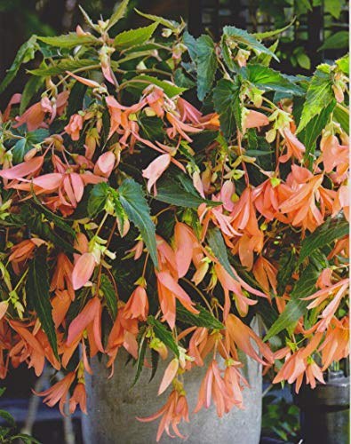 Bauernbegonie Begonia Bertini San Francisco Knollenbegonien Blumenzwiebeln Neu (1 Zwiebel)