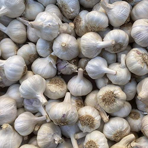 Pflanzknoblauch weiß Steckknoblauch Knoblauch (10 Kg)
