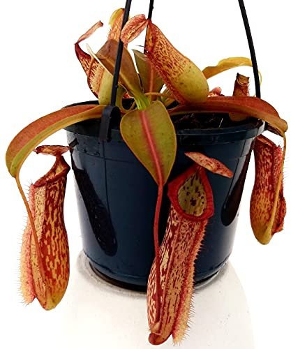 POWERS TO FLOWERS - NEPENTHES MIRANDA, BASKET 16CM, pianta vera