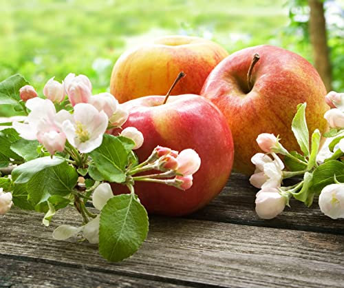 Apple Trees, Multipack, 2 x Tall Plants in 10 Litre Pot, 1.4 to 1.6 Metre Height, Fruit Trees, Large Plants, Garden Ready and Ready to Plant, Premium Quality Fruit