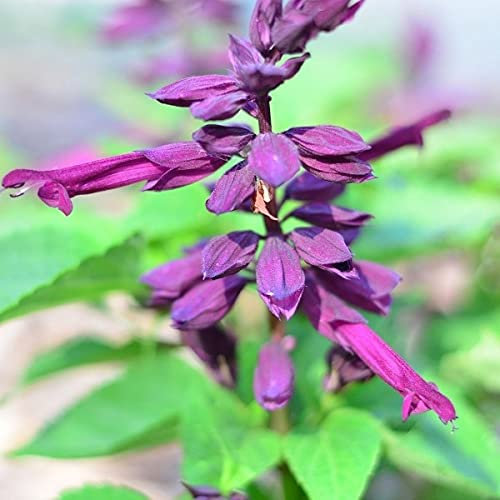 Einjähriges Veilchen Salvia Coccinea 10 Scharlachsalbeisamen