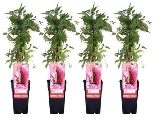 Wilder Wein Parthenocissus quinquefolia Engelmannii – Schnellwachsende Kletterpflanze – Selbsthaftend – 65cm Höhe Ø15cm – 4 Pflanzen – Winterhart & pflegeleicht