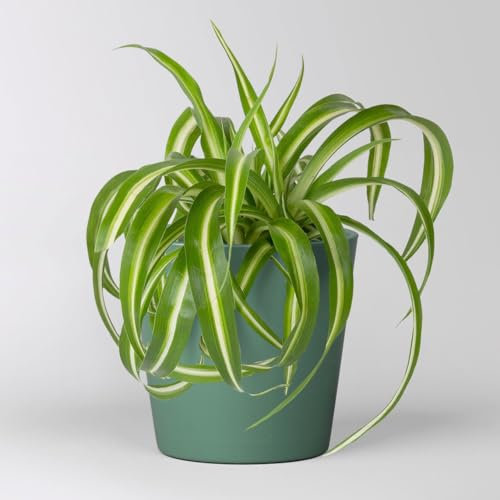 Grünlilie 'Bonnie' mit Keramiktopf Dallas seegrün, Topf-Ø 12 cm