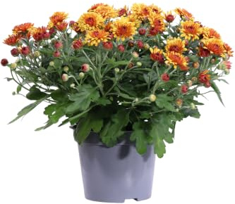 eGarden.store - Pianta vera di Crisantemo o Chrysanthemum diversi colori e grandezze - Pianta fiorita ornamentale commemorazione defunti da coltivare in giardino o in vaso (Arancione v.14 cm)