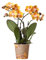 Kolibri Orchideen | Orange goldene Phalaenopsis Orchidee Topf Größe Ø12cm | Juwel Las Vegas