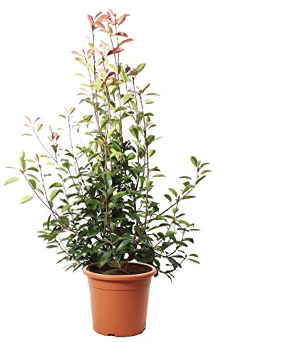 KENTIS - Photinia × Fraseri Red Robin - Plantes de Haie Sempervirentes - Vraies Plantes d'Extérieur Résistantes - H 150-175 cm Pot de Culture Ø 30 cm