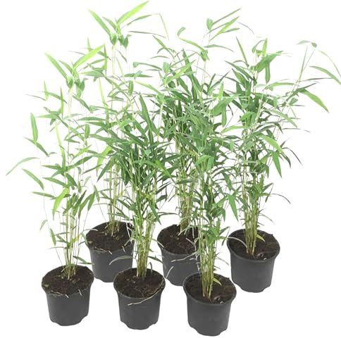 Plant in a Box - Fargesia papyrifera 'Blue Dragon' - Bambou à papier - Jeu de 6 - Pot 13cm - Hauteur 30-40cm