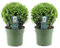 Plant in a Box - Japanische Stechpalme - 2er Set - Ilex crenata 'Jenny' - Höhe 30-40cm - Topf 17cm - Buchsbaum alternativ - Immergrüner Strauch - Gartenpflanze