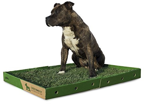 GreenInBox XL - Lettiera in Vera Erba